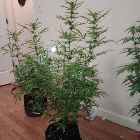 Orion growlog timeline photo