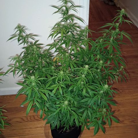 Orion growlog timeline photo