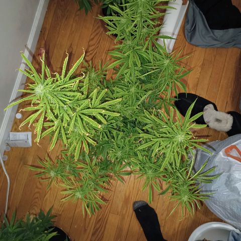 Orion growlog timeline photo