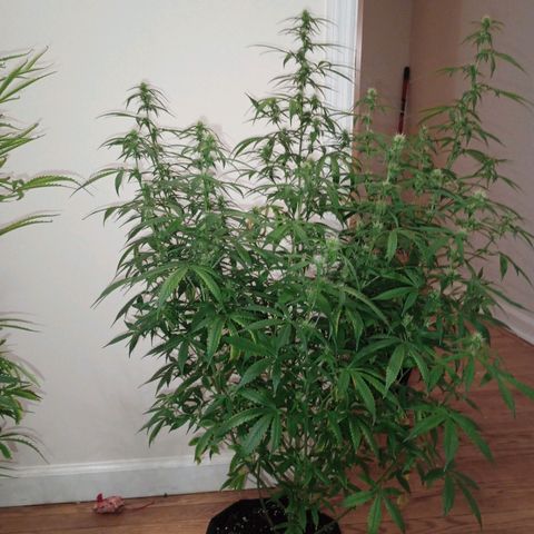 Orion growlog timeline photo