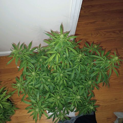 Orion growlog timeline photo