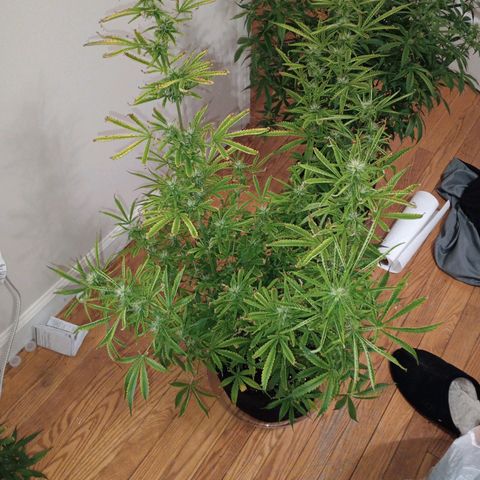 Orion growlog timeline photo