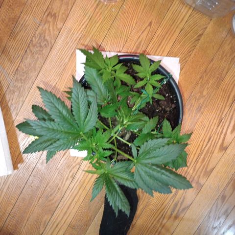 Orion growlog timeline photo