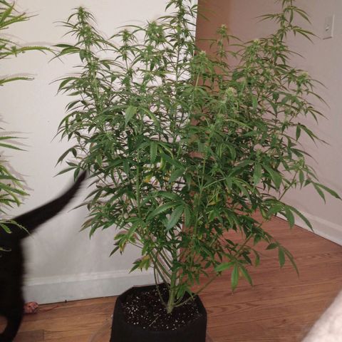 Orion growlog timeline photo