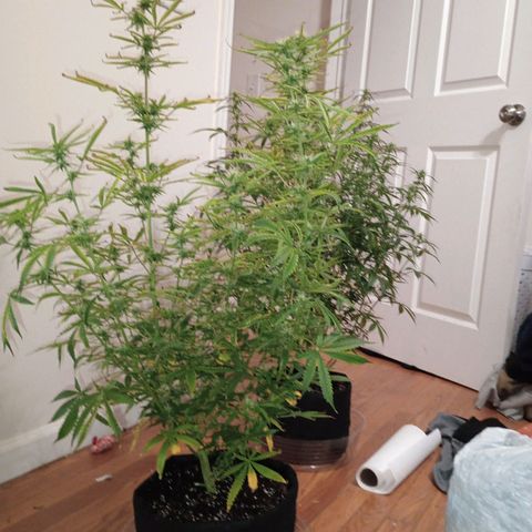 Orion growlog timeline photo