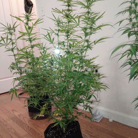 Orion growlog timeline photo