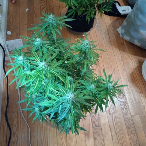 Orion growlog timeline photo