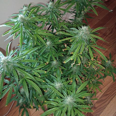 Orion growlog timeline photo