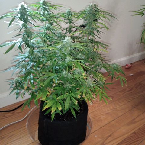 Orion growlog timeline photo