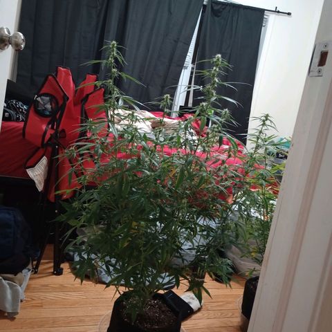 Orion growlog timeline photo