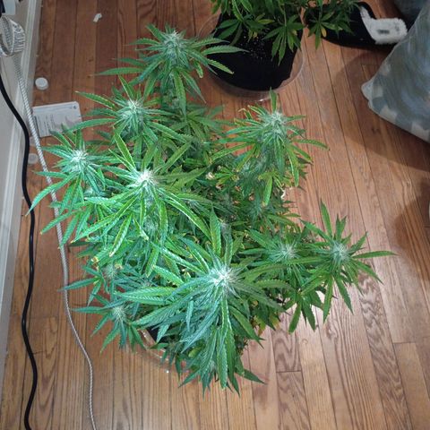 Orion growlog timeline photo