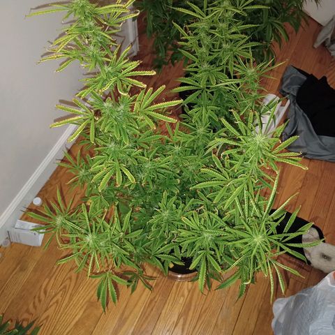 Orion growlog timeline photo