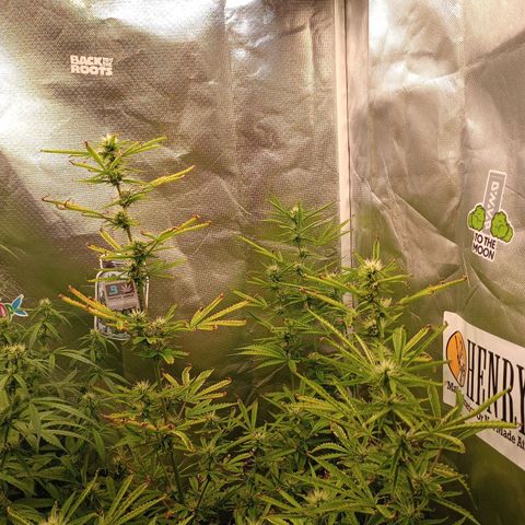 Orion growlog timeline photo