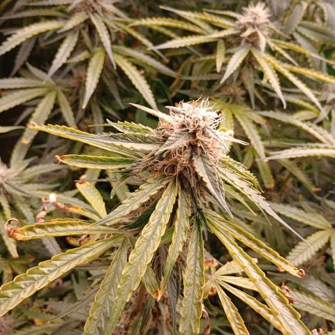 Orion growlog timeline photo