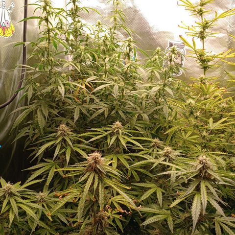 Orion growlog timeline photo