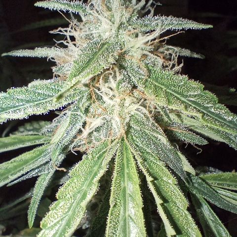 Orion growlog timeline photo