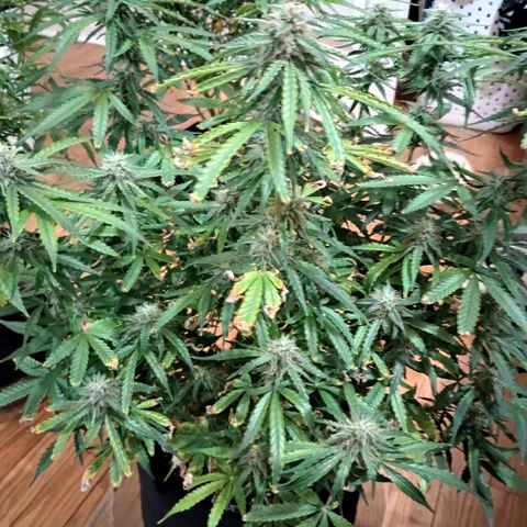 Orion growlog timeline photo