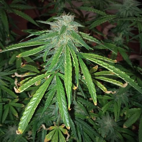 Orion growlog timeline photo