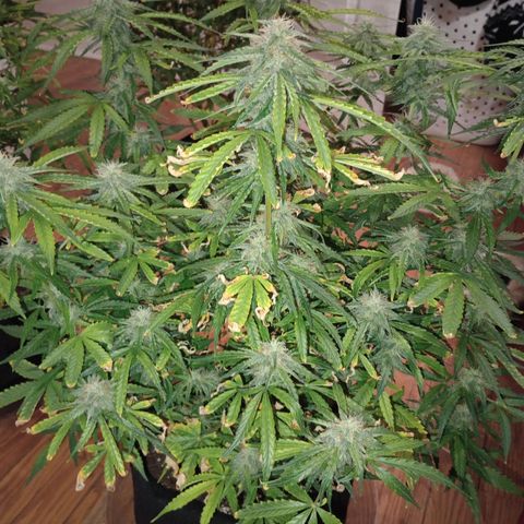 Orion growlog timeline photo
