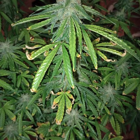 Orion growlog timeline photo