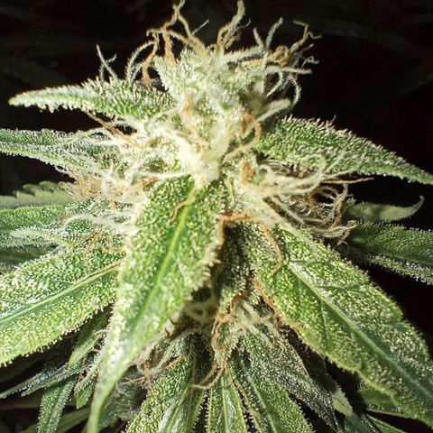 Orion growlog timeline photo