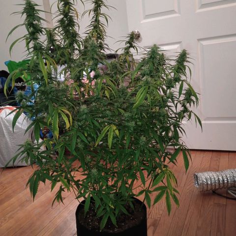 Purple queen 1 growlog timeline photo