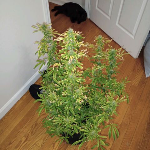 Purple queen 1 growlog timeline photo