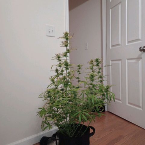 Purple queen 1 growlog timeline photo