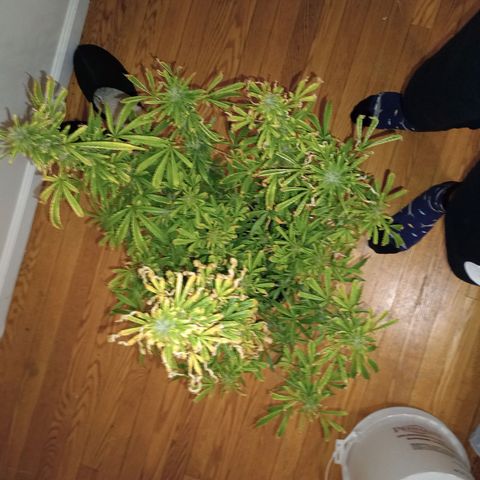 Purple queen 1 growlog timeline photo
