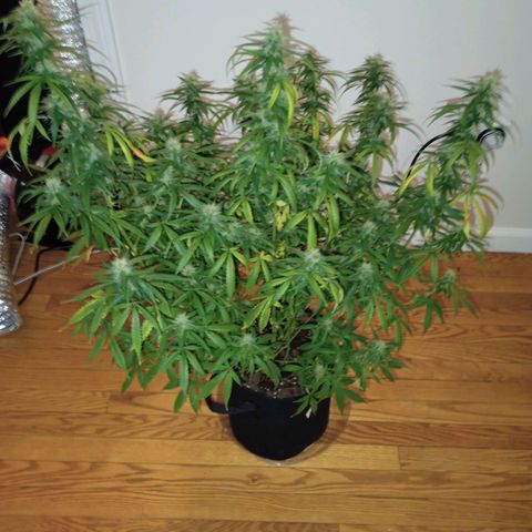 Purple queen 1 growlog timeline photo