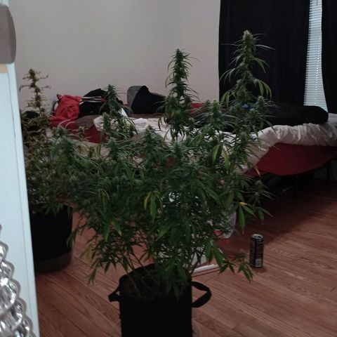 Purple queen 1 growlog timeline photo