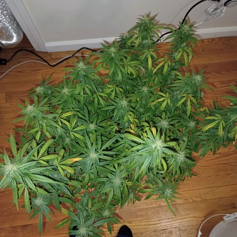 Purple queen 1 growlog timeline photo