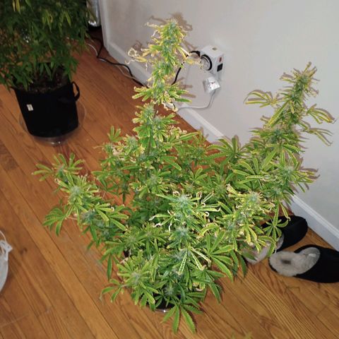 Purple queen 1 growlog timeline photo