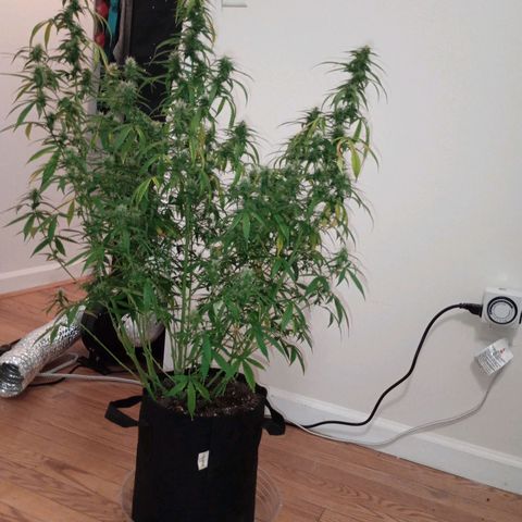 Purple queen 1 growlog timeline photo