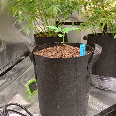 Purple queen 1 growlog timeline photo