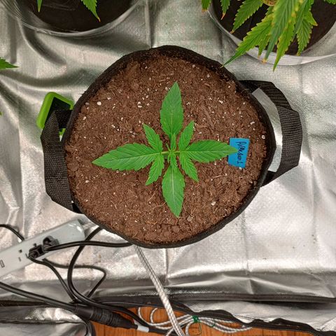 Purple queen 1 growlog timeline photo