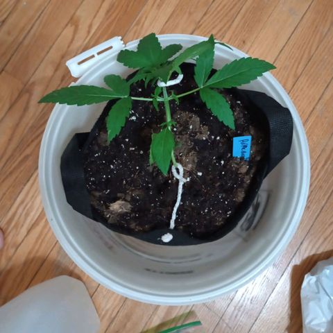 Purple queen 1 growlog timeline photo