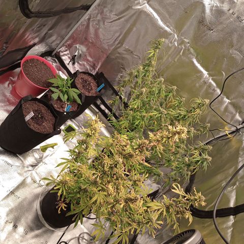 Purple Queen 2 growlog timeline photo