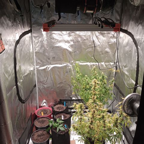 Purple Queen 2 growlog timeline photo