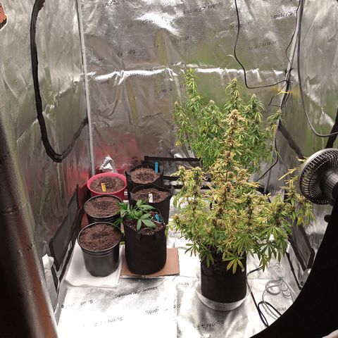 Purple Queen 2 growlog timeline photo