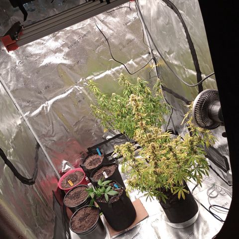 Purple Queen 2 growlog timeline photo