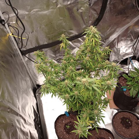 Tangie Auto growlog photo