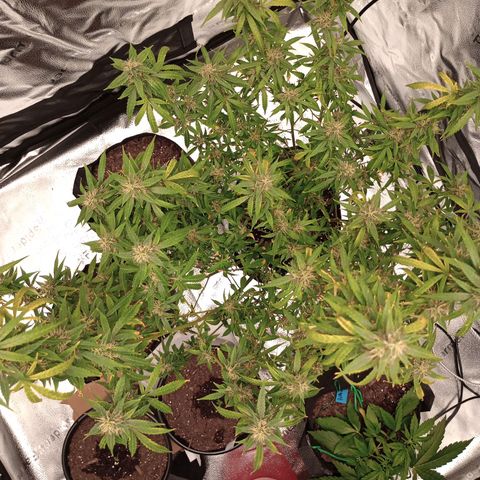 Tangie Auto growlog photo