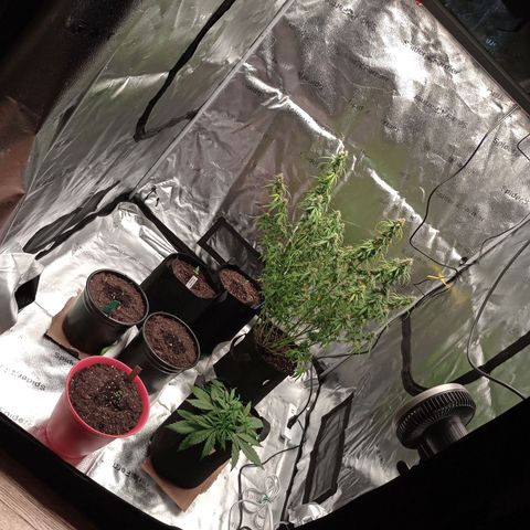 Tangie Auto growlog photo