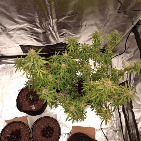 Tangie Auto growlog photo