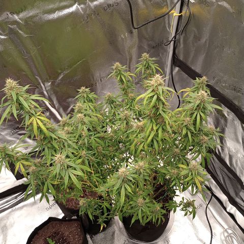 Tangie Auto growlog photo