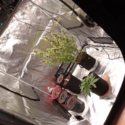 Tangie Auto growlog timeline photo