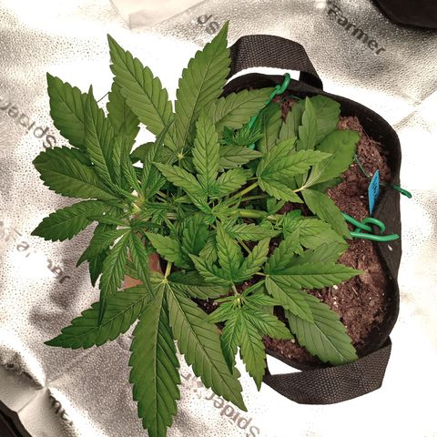 Purple queen 1 growlog timeline photo