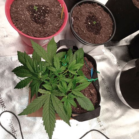 Purple queen 1 growlog timeline photo