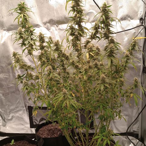 Purple queen 1 growlog timeline photo